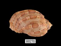 藏品(大楊桃螺)的圖片